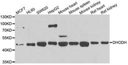 Western blot analysis of extracts of various cell lines using DHODH antibody