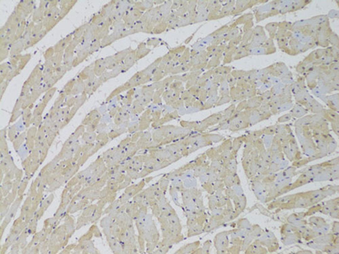 Immunohistochemistry  - SCARB2 Antibody (A6285)