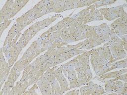 Immunohistochemistry  - SCARB2 Antibody (A6285)