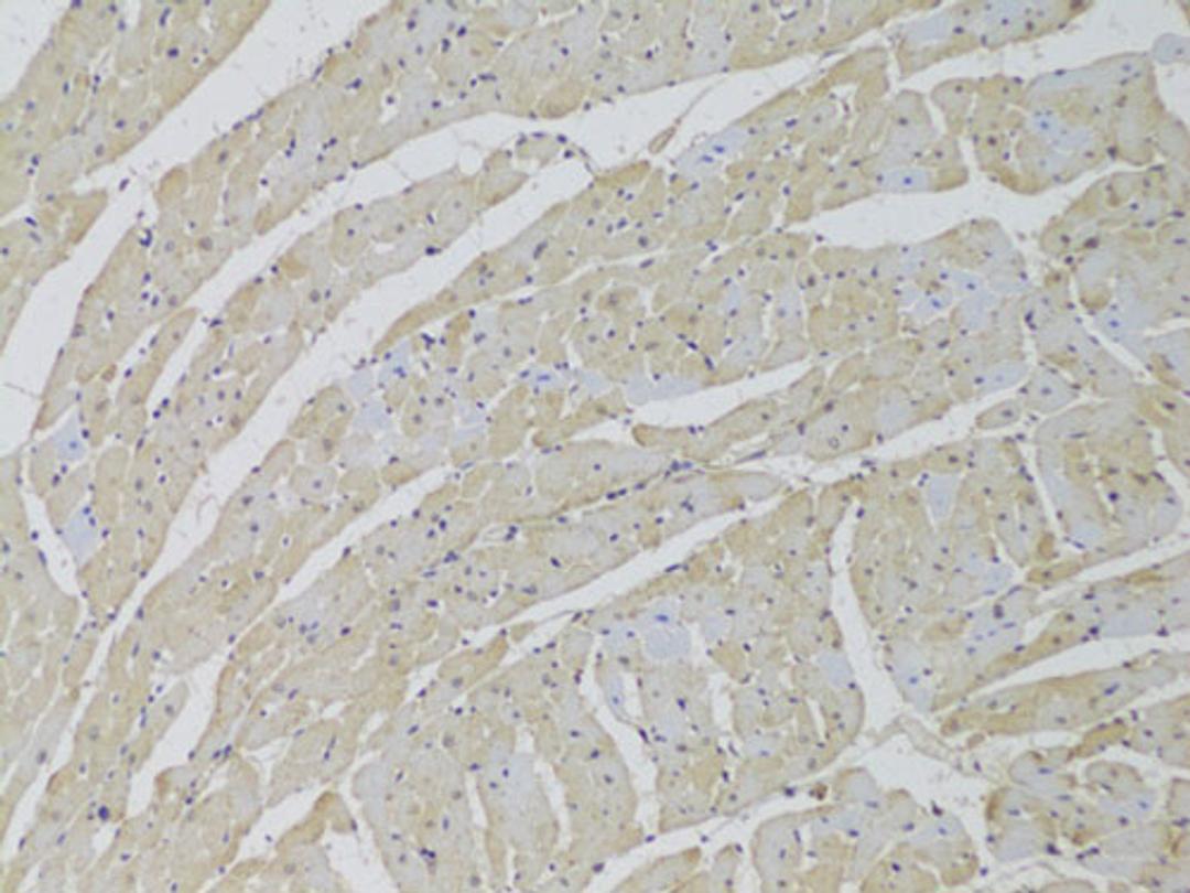 Immunohistochemistry - SCARB2 Antibody (A6285)