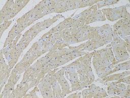 Immunohistochemistry - SCARB2 Antibody (A6285)