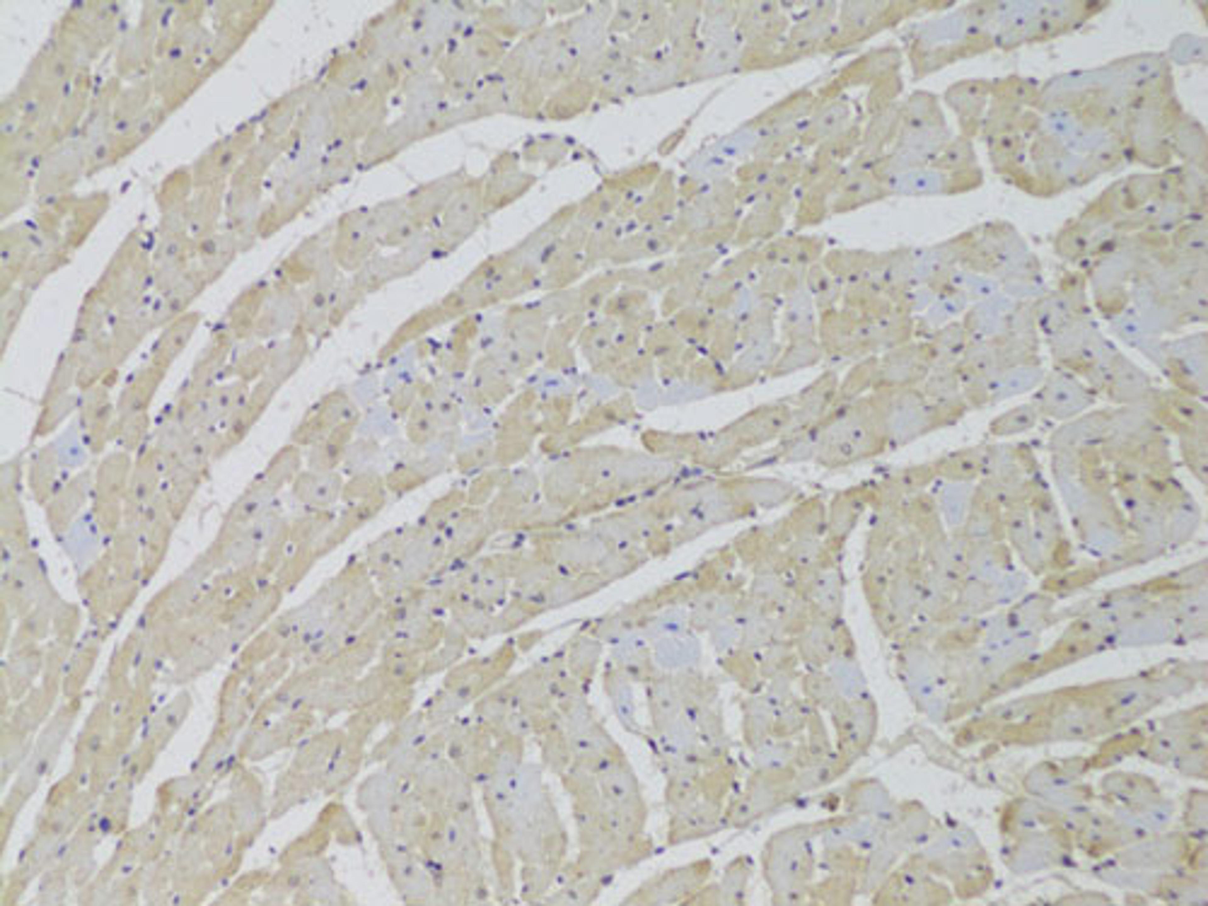 Immunohistochemistry - SCARB2 Antibody (A6285)