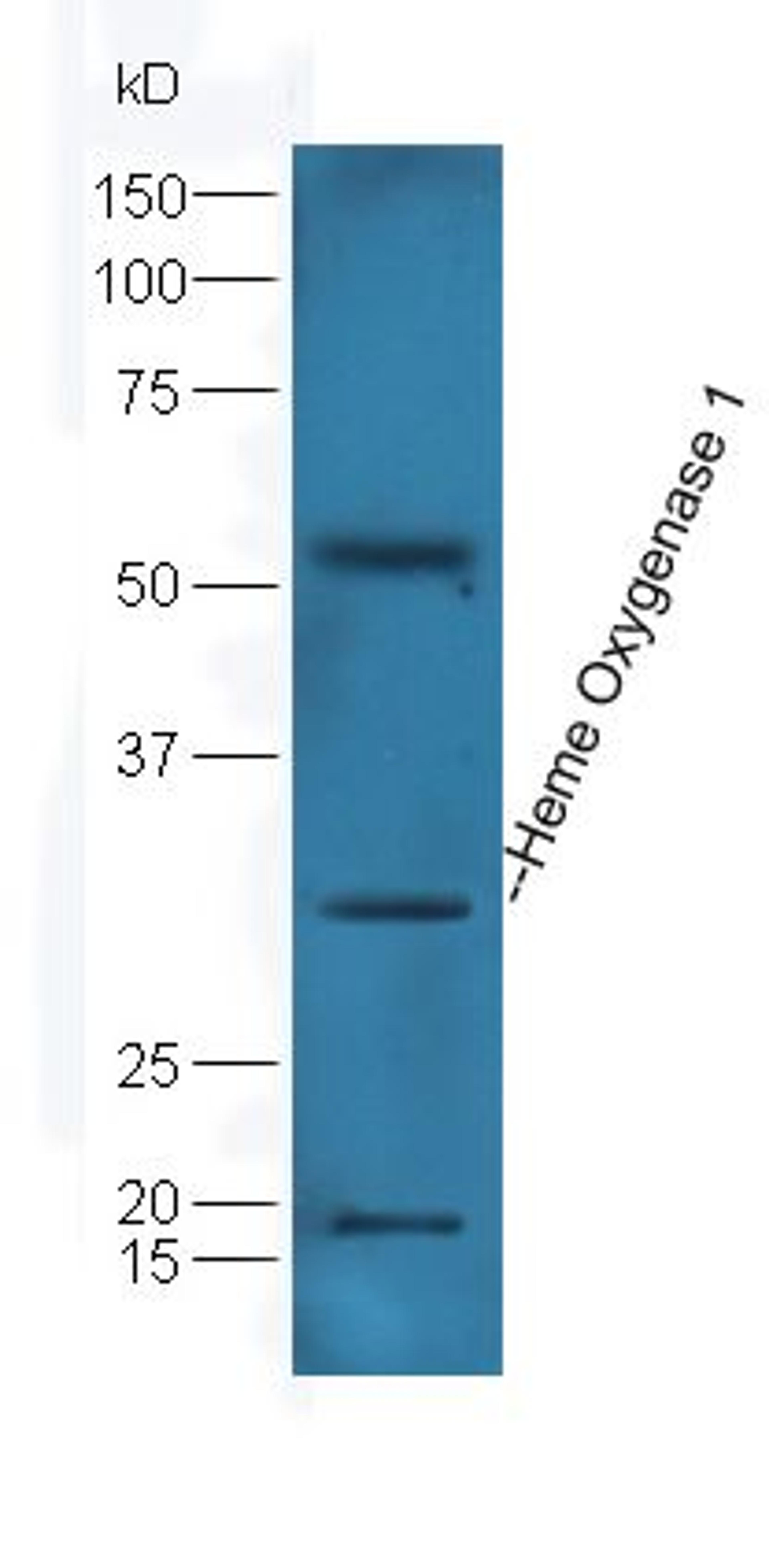 Western blot analysis of mouse kidney lysates using Heme Oxygenase antibody 1