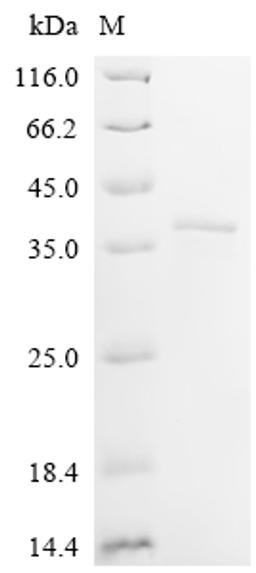 (Tris-Glycine gel) Discontinuous SDS-PAGE (reduced) with 5% enrichment gel and 15% separation gel.