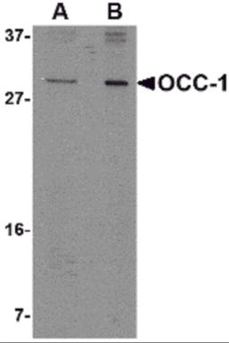 Western blot analysis of OCC-1 in 293 cell lysate with OCC-1 antibody at (A) 2 &#956;g/mL and (B) 4 &#956;g/mL.