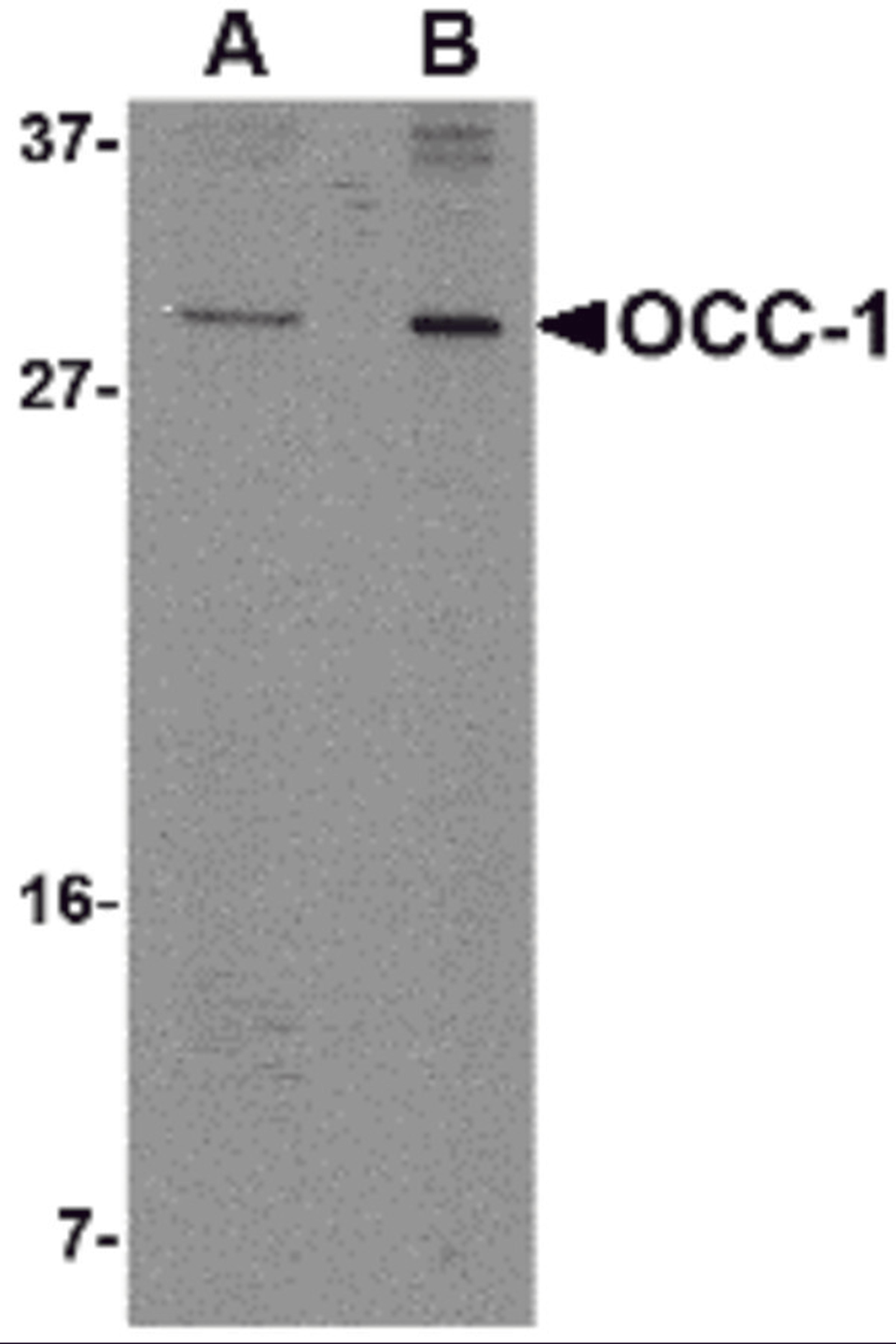 Western blot analysis of OCC-1 in 293 cell lysate with OCC-1 antibody at (A) 2 μg/mL and (B) 4 μg/mL.