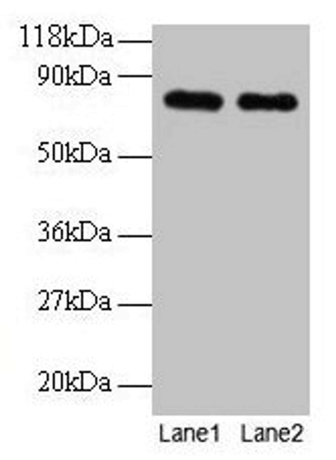 Western blot. All lanes: Rat Transferrin antibody at 2µg/ml. Lane 1: Rat Transferrin at 0.2 mg. Lane 2: Rat Transferrin at 0.1 mg. Secondary. Goat polyclonal to rabbit IgG at 1/15000 dilution. Predicted band size: 77, 55 kDa. Observed band size: 77 kDa