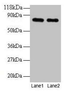 Western blot. All lanes: Rat Transferrin antibody at 2µg/ml. Lane 1: Rat Transferrin at 0.2 mg. Lane 2: Rat Transferrin at 0.1 mg. Secondary. Goat polyclonal to rabbit IgG at 1/15000 dilution. Predicted band size: 77, 55 kDa. Observed band size: 77 kDa
