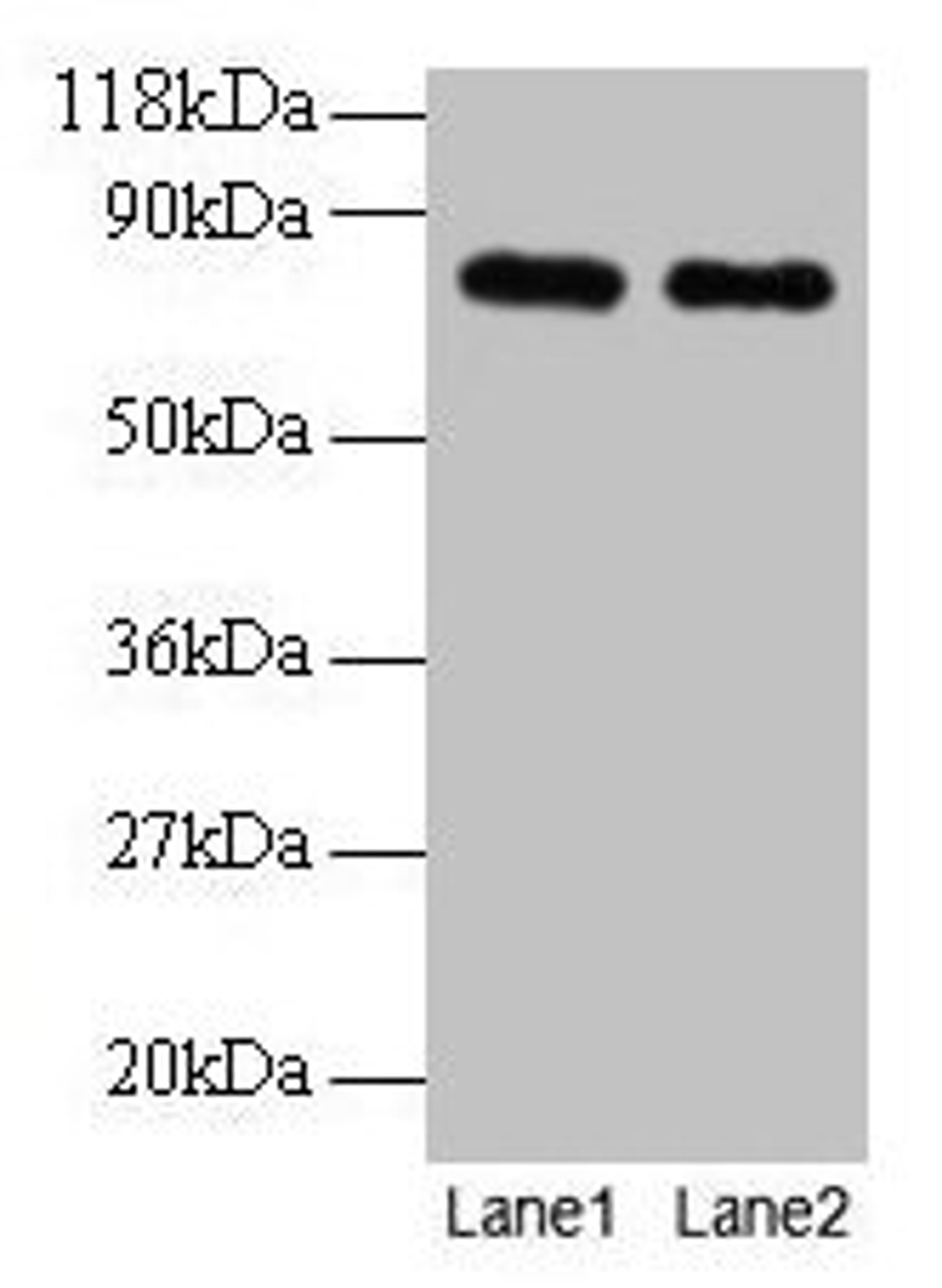 Western blot. All lanes: Rat Transferrin antibody at 2µg/ml. Lane 1: Rat Transferrin at 0.2 mg. Lane 2: Rat Transferrin at 0.1 mg. Secondary. Goat polyclonal to rabbit IgG at 1/15000 dilution. Predicted band size: 77, 55 kDa. Observed band size: 77 kDa
