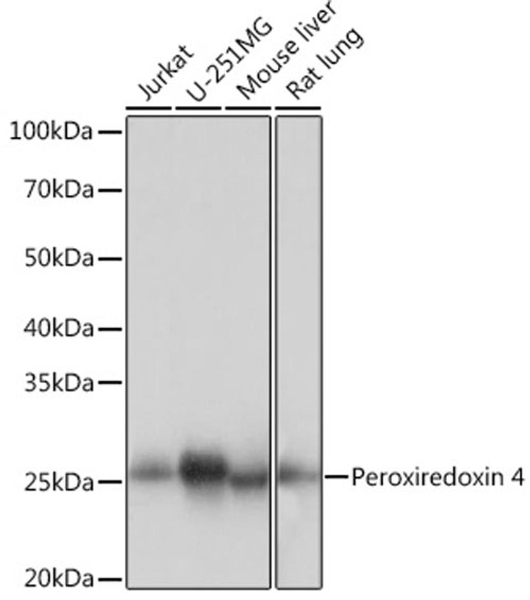 Western blot - Peroxiredoxin 4 Rabbit mAb (A9131)