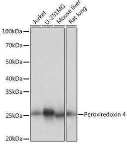 Western blot - Peroxiredoxin 4 Rabbit mAb (A9131)