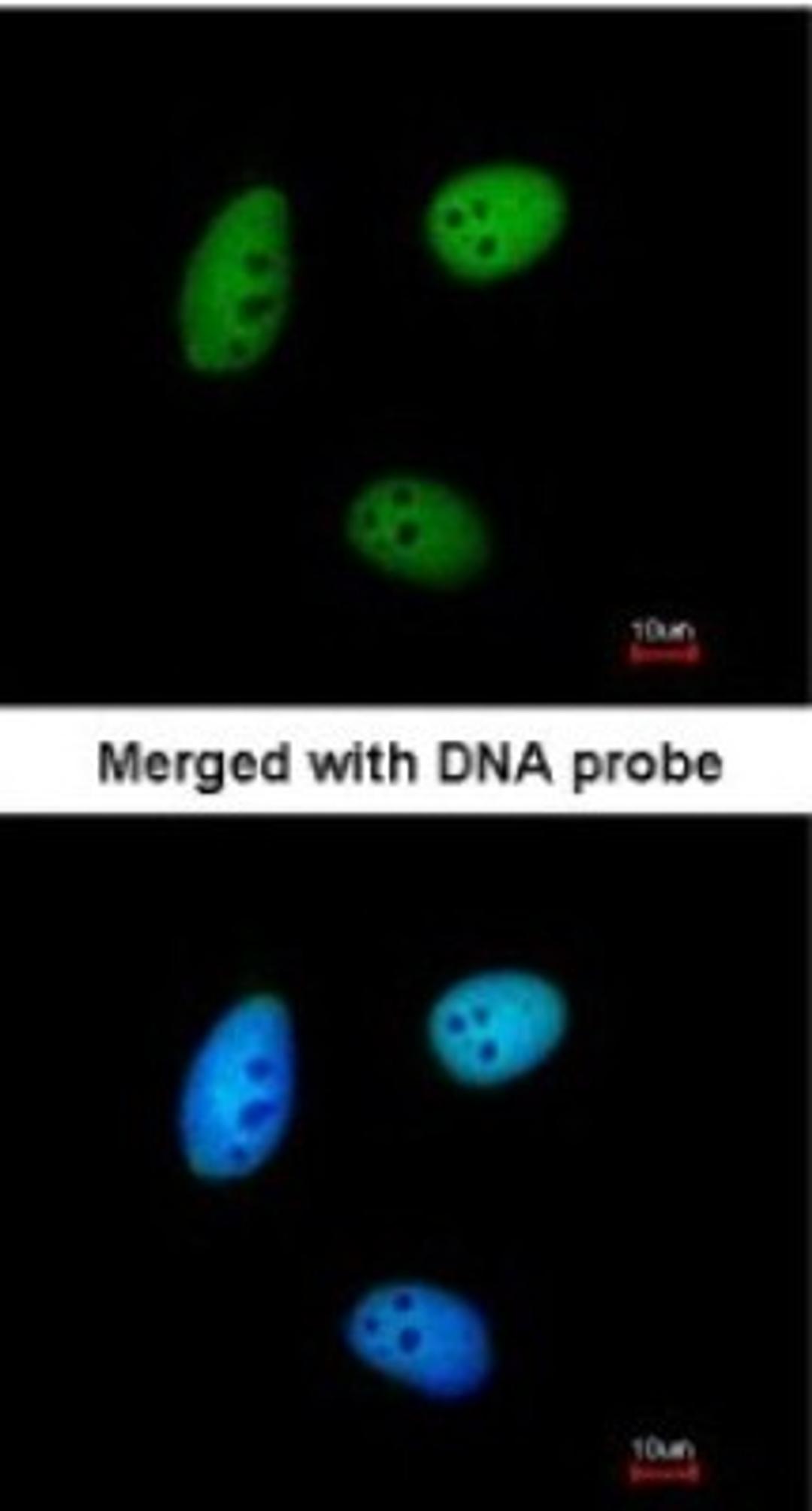 Immunocytochemistry/Immunofluorescence: MAF1 Antibody [NBP1-31617] - Paraformaldehyde-fixed HeLa, using antibody at 1:200 dilution.