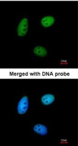 Immunocytochemistry/Immunofluorescence: MAF1 Antibody [NBP1-31617] - Paraformaldehyde-fixed HeLa, using antibody at 1:200 dilution.