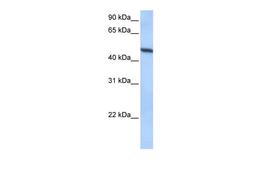 Antibody used in WB on Human HeLa at 0.2-1 ug/ml.