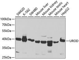 Western blot - UROD antibody (A5493)