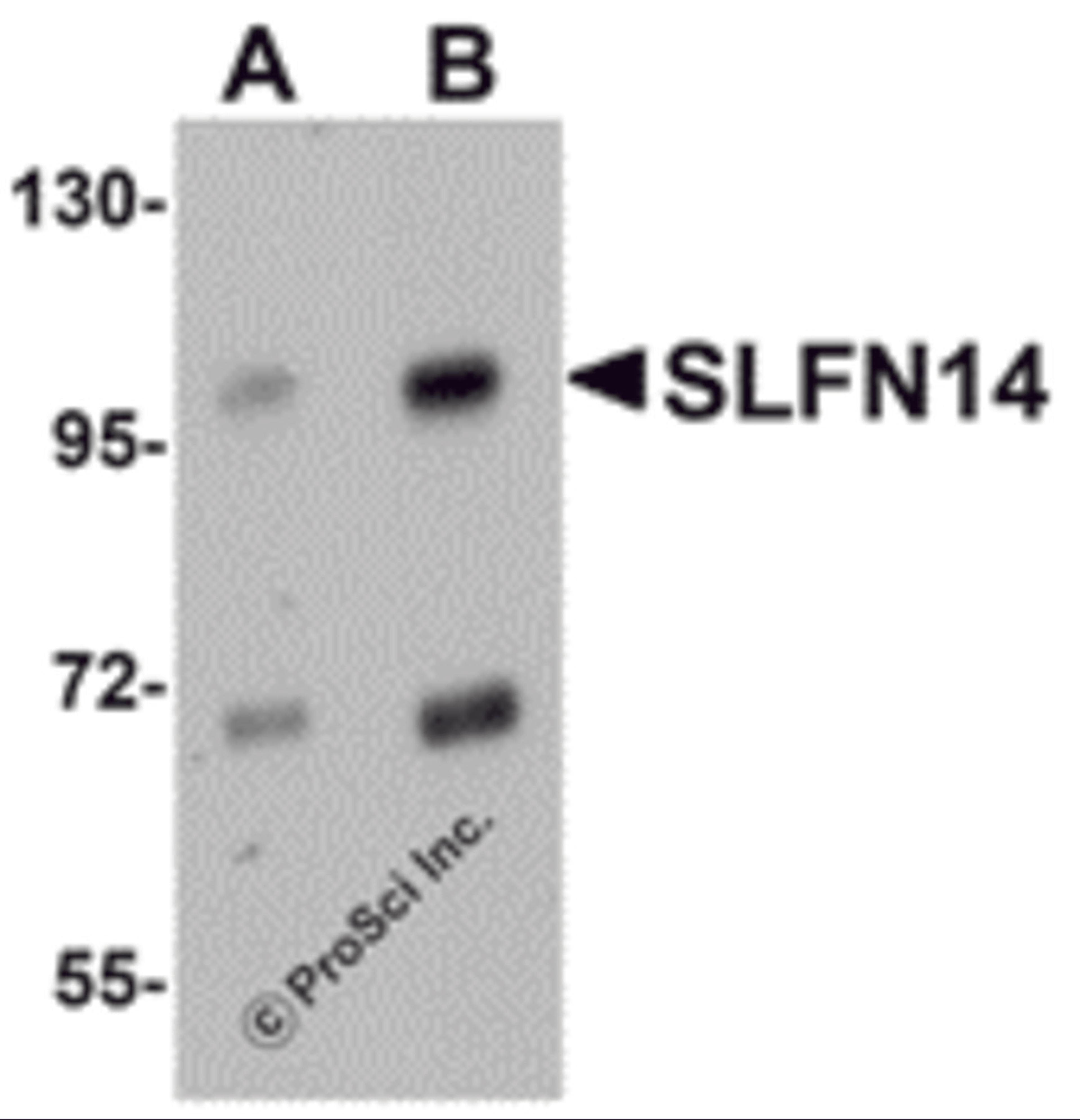 Western blot analysis of SLFN14 in mouse kidney tissue lysate with SLFN14 antibody at (A) 1 and (B) 2 μg/mL.