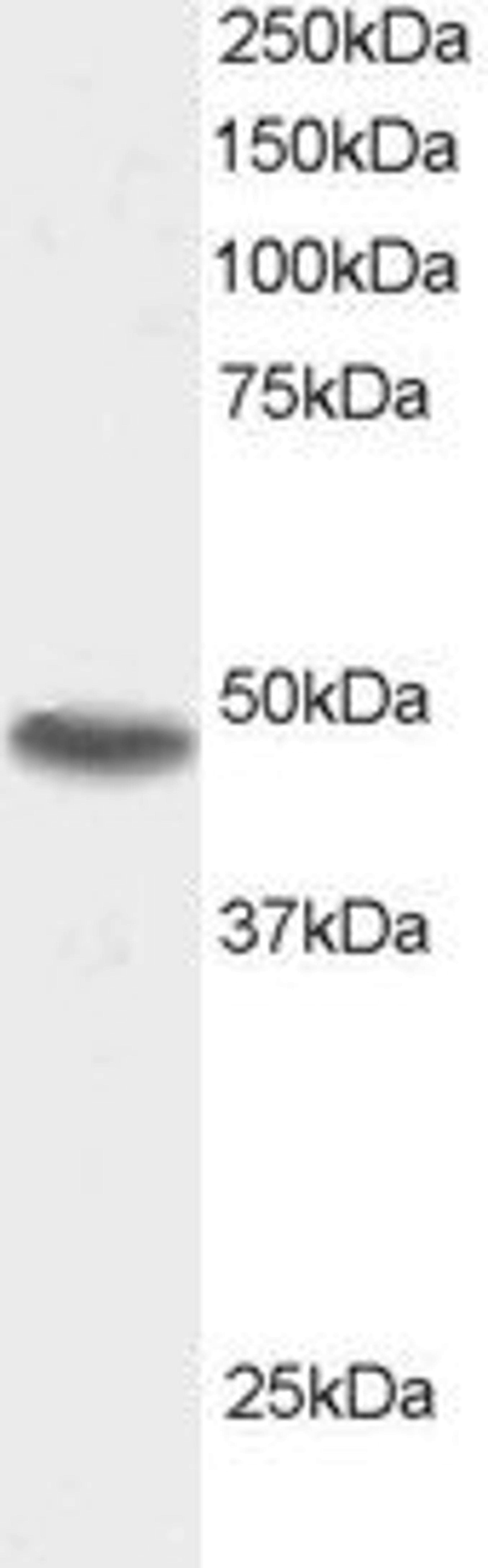 46-398 staining (0.5ug/ml) of 293 lysate (RIPA buffer, 30ug total protein per lane). Primary incubated for 1 hour. Detected by western blot using chemiluminescence.