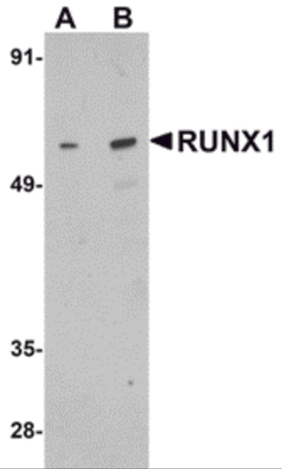 Western blot analysis of RUNX1 in Raji cell lysate with RUNX1 antibody at (A) 1 and (B) 2 μg/mL.