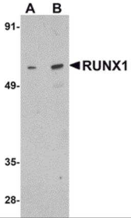 Western blot analysis of RUNX1 in Raji cell lysate with RUNX1 antibody at (A) 1 and (B) 2 μg/mL.