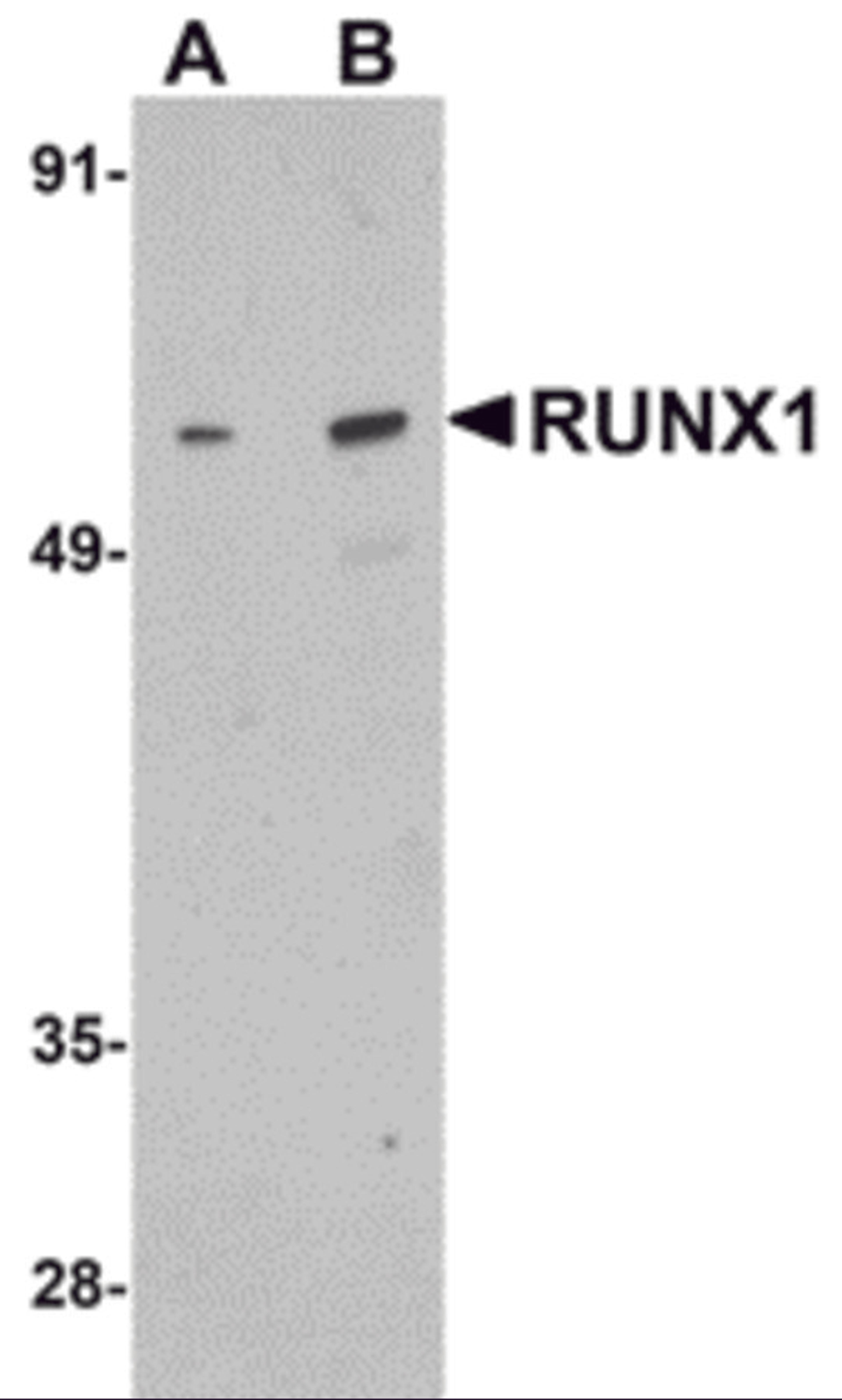 Western blot analysis of RUNX1 in Raji cell lysate with RUNX1 antibody at (A) 1 and (B) 2 μg/mL.