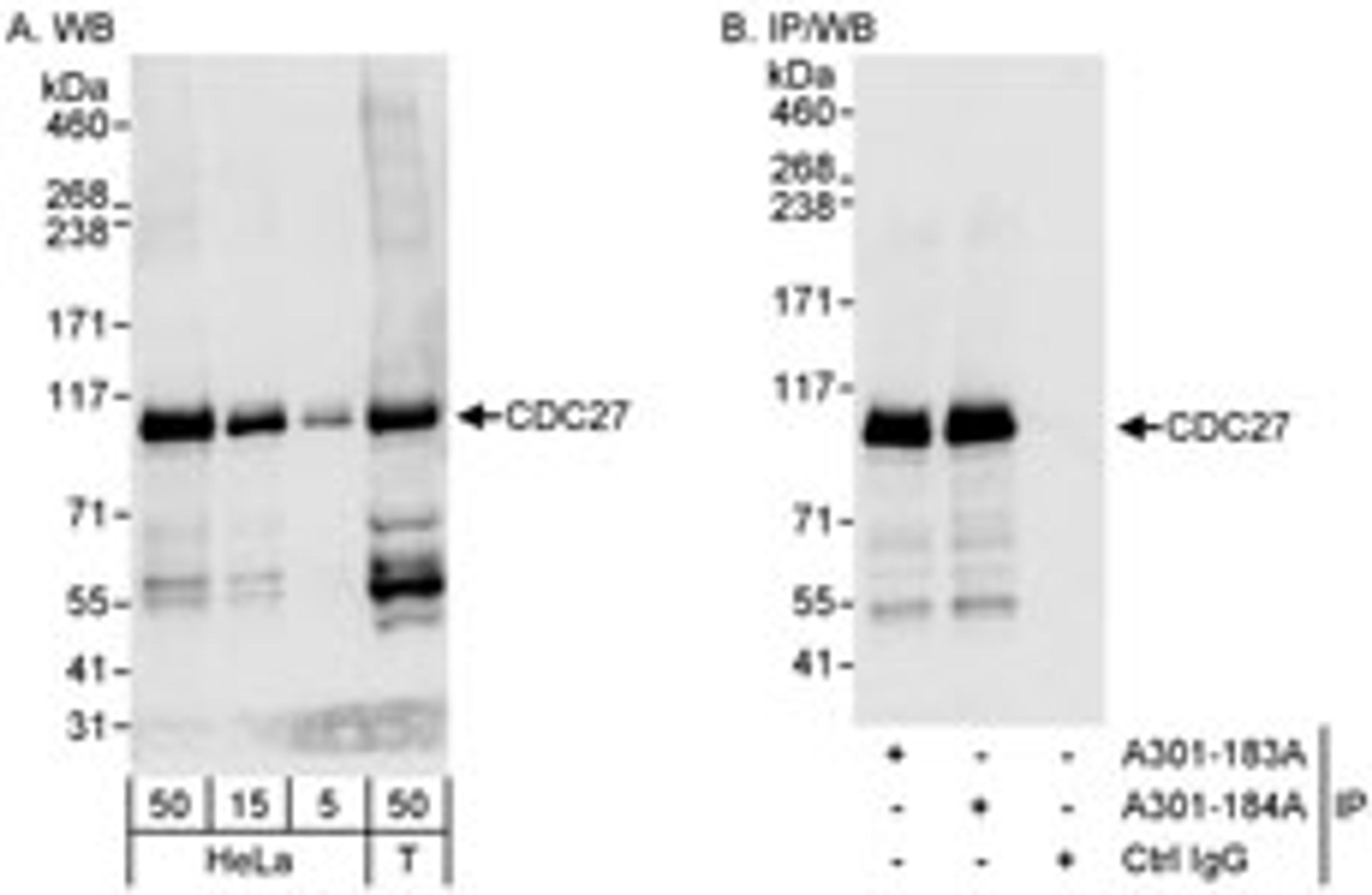 Detection of human CDC27 by western blot and immunoprecipitation.