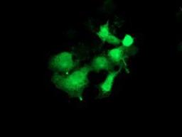 Immunocytochemistry/Immunofluorescence: PYCRL Antibody (1B12) [NBP2-03337] - Staining of COS7 cells transiently transfected by pCMV6-ENTRY PYCRL.