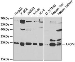 Western blot - APOM antibody (A5336)