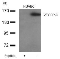 Western blot analysis of lysed extracts from HUVEC cells using VEGFR-3 Antibody.