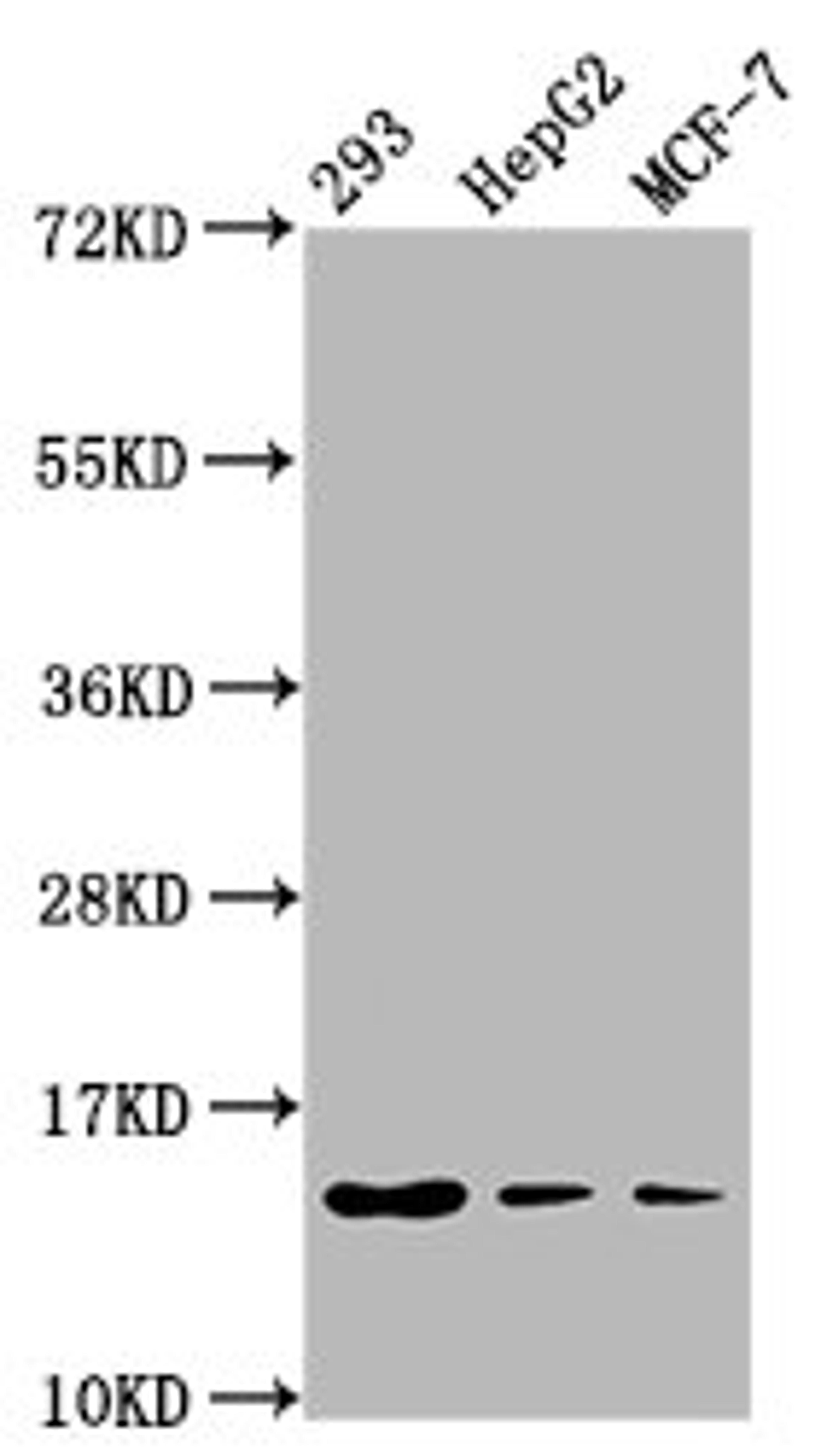 Western Blot. Positive WB detected in: 293 whole cell lysate, HepG2 whole cell lysate, MCF-7 whole cell lysate. All lanes: HIST1H2BC antibody at 0.05µg/ml. Secondary. Goat polyclonal to rabbit IgG at 1/50000 dilution. Predicted band size: 14 kDa. Observed band size: 14 kDa
