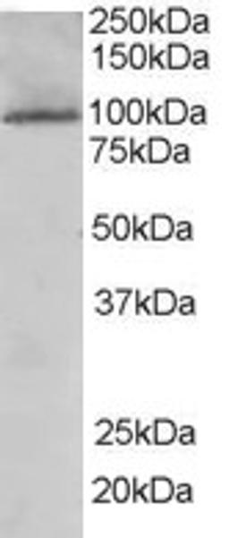 45-787 (0.1ug/ml) staining of human liver lysate (35ug protein in RIPA buffer). Primary incubation was 1 hour. Detected by chemiluminescence.