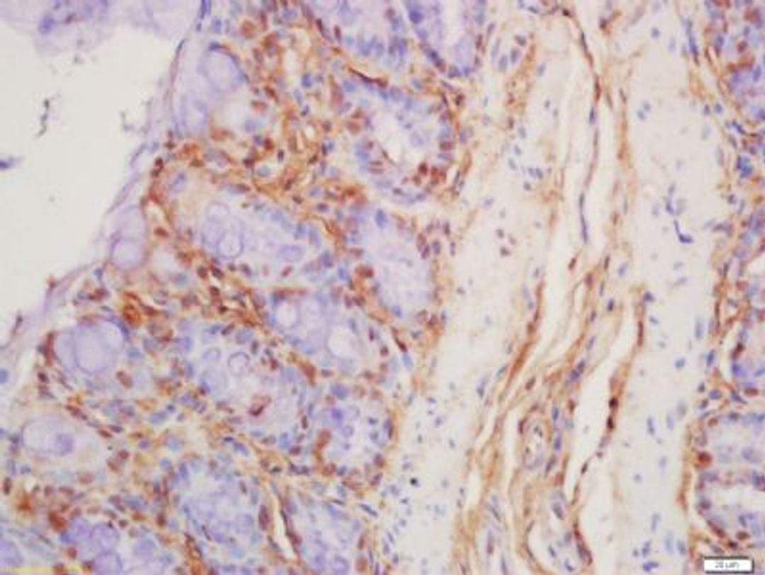 Immunohistochemical staining of rat colon tissue using Defensin alpha 6 antibody.