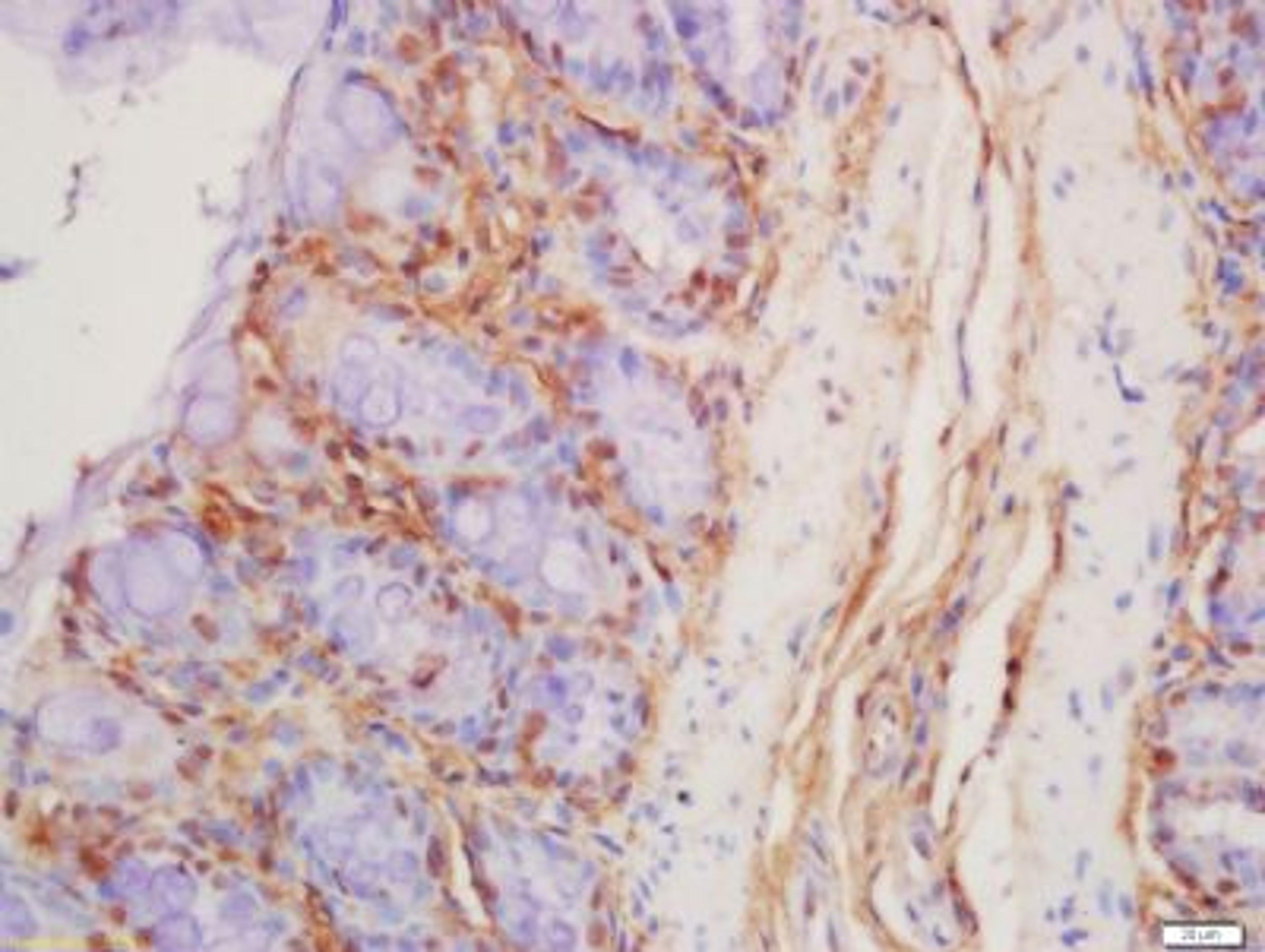 Immunohistochemical staining of rat colon tissue using Defensin alpha 6 antibody.