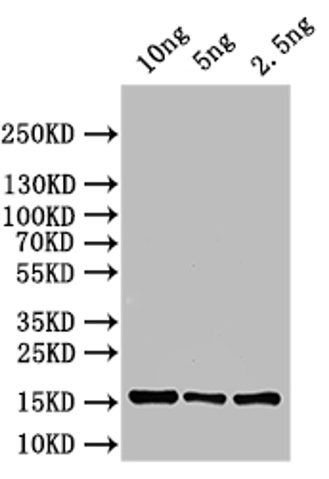 Western Blot. Positive WB detected in: recombinant protein. All lanes: ASPZODRAFT_1728931 Antibody at 1:1000. Secondary. Goat polyclonal to rabbit IgG at 1/50000 dilution. Predicted band size: 15 kDa. Observed band size: 15 kDa.