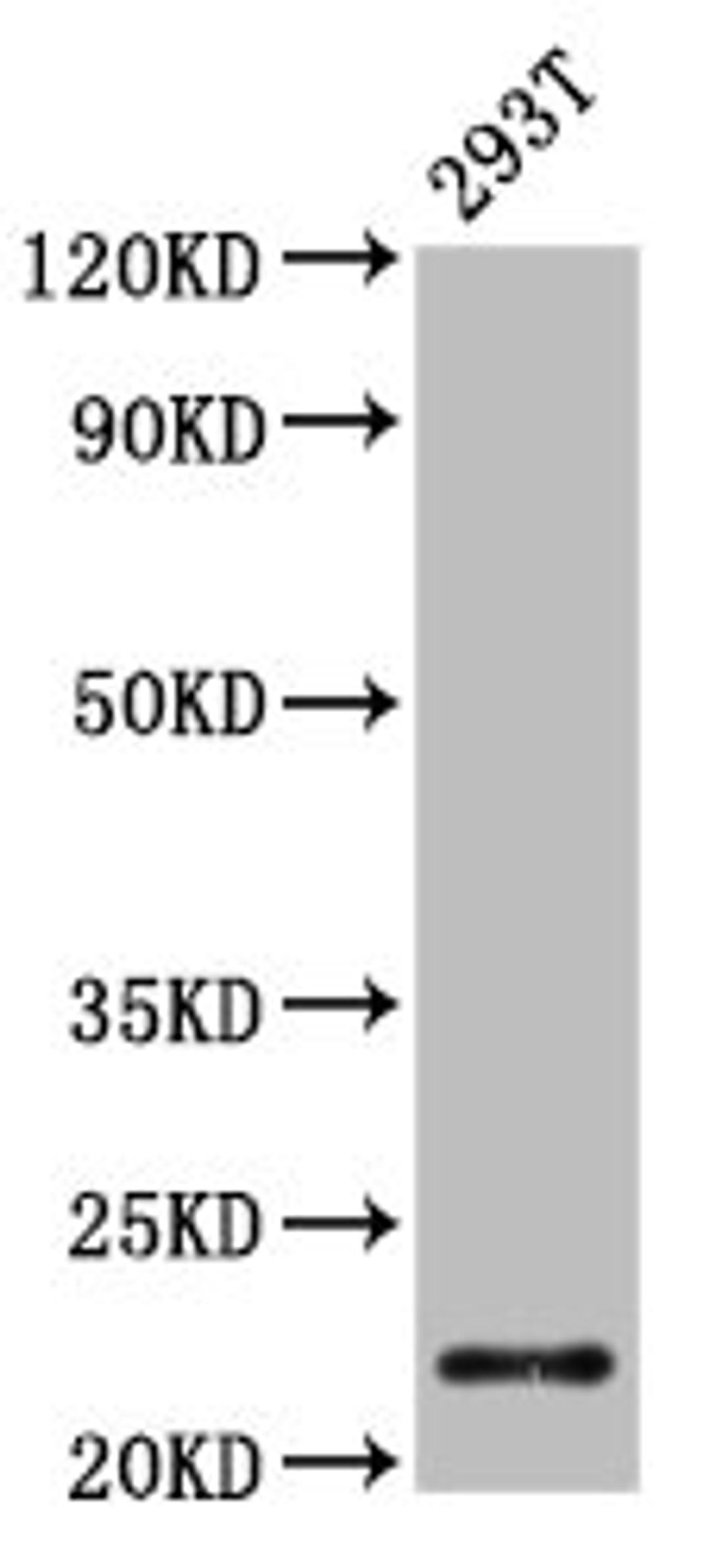 Western Blot. Positive WB detected in: 293T whole cell lysate. All lanes: CHMP1A antibody at 4.2µg/ml. Secondary. Goat polyclonal to rabbit IgG at 1/50000 dilution. Predicted band size: 22, 8 kDa. Observed band size: 22 kDa