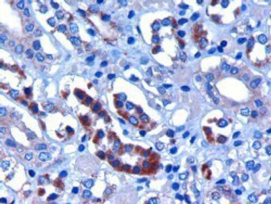 Immunohistochemistry: FBXW2 Antibody [NB100-1300] - (3ug/ml) staining of paraffin embedded Human Kidney. Microwaved antigen retrieval with citrate buffer pH 6, HRP-staining.