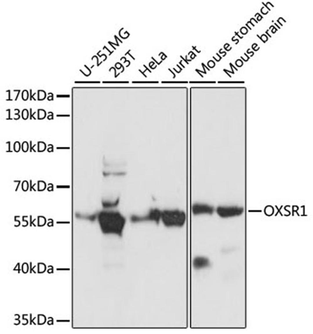 Western blot - OXSR1 antibody (A15126)