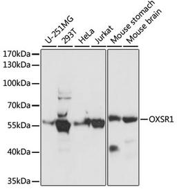 Western blot - OXSR1 antibody (A15126)