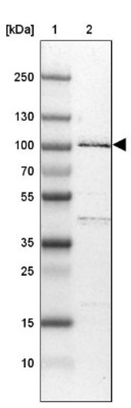 Western Blot: R3HDM2 Antibody [NBP1-81448] - Lane 1: Marker [kDa] 250, 130, 100, 70, 55, 35, 25, 15, 10<br/>Lane 2: U-251 MG