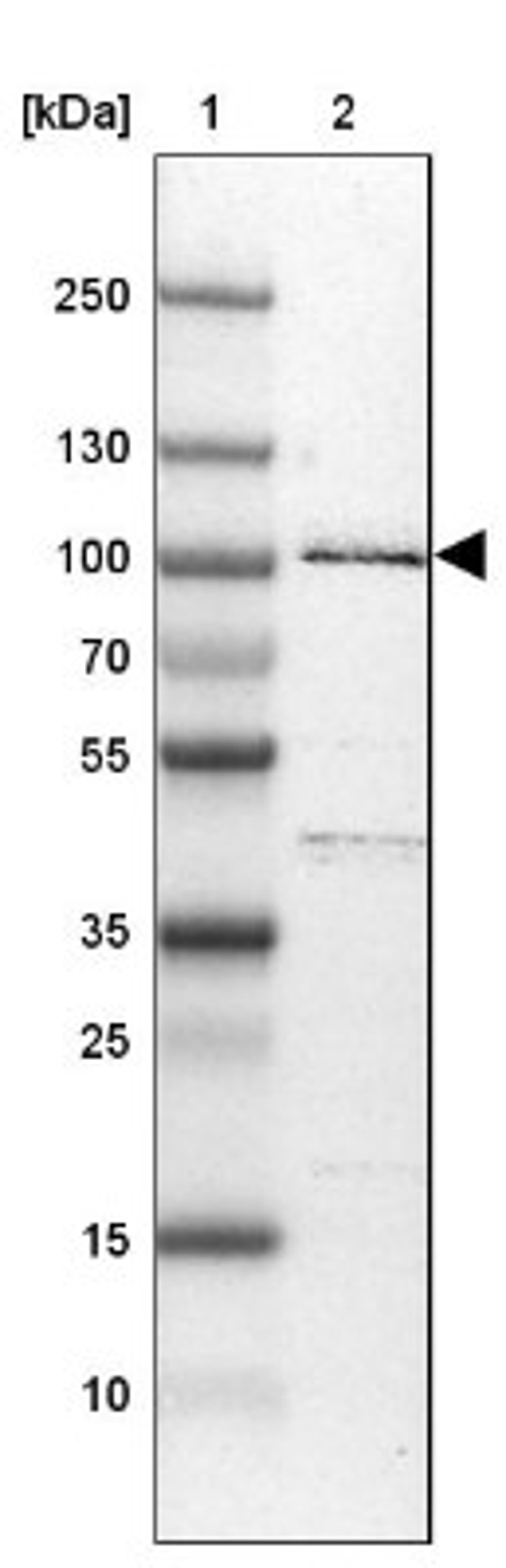 Western Blot: R3HDM2 Antibody [NBP1-81448] - Lane 1: Marker [kDa] 250, 130, 100, 70, 55, 35, 25, 15, 10<br/>Lane 2: U-251 MG