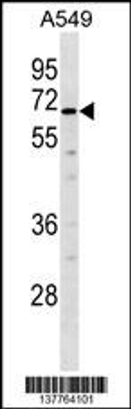 Western blot analysis in A549 cell line lysates (35ug/lane).