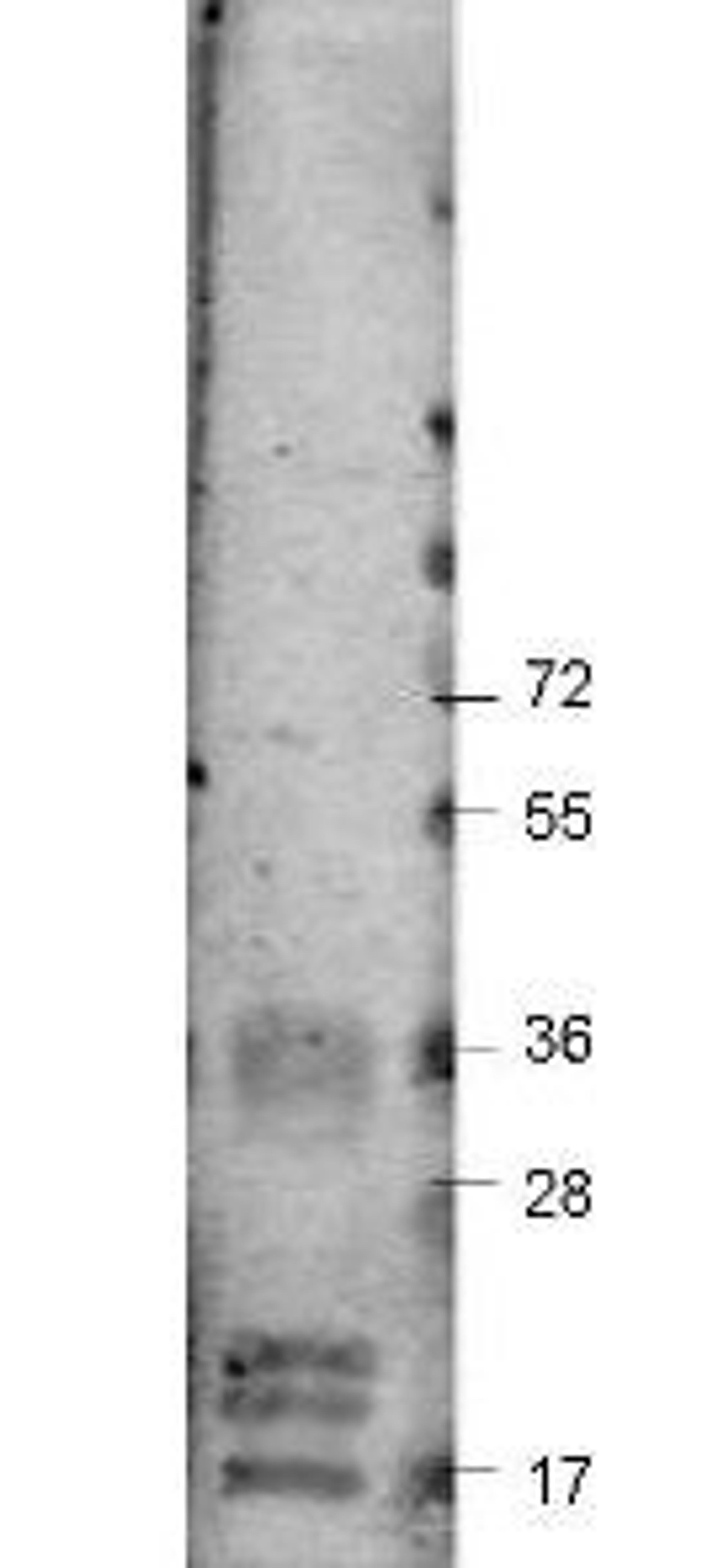 Western blot analysis of shows detection of recombinant bovine using VEGF-A antibody