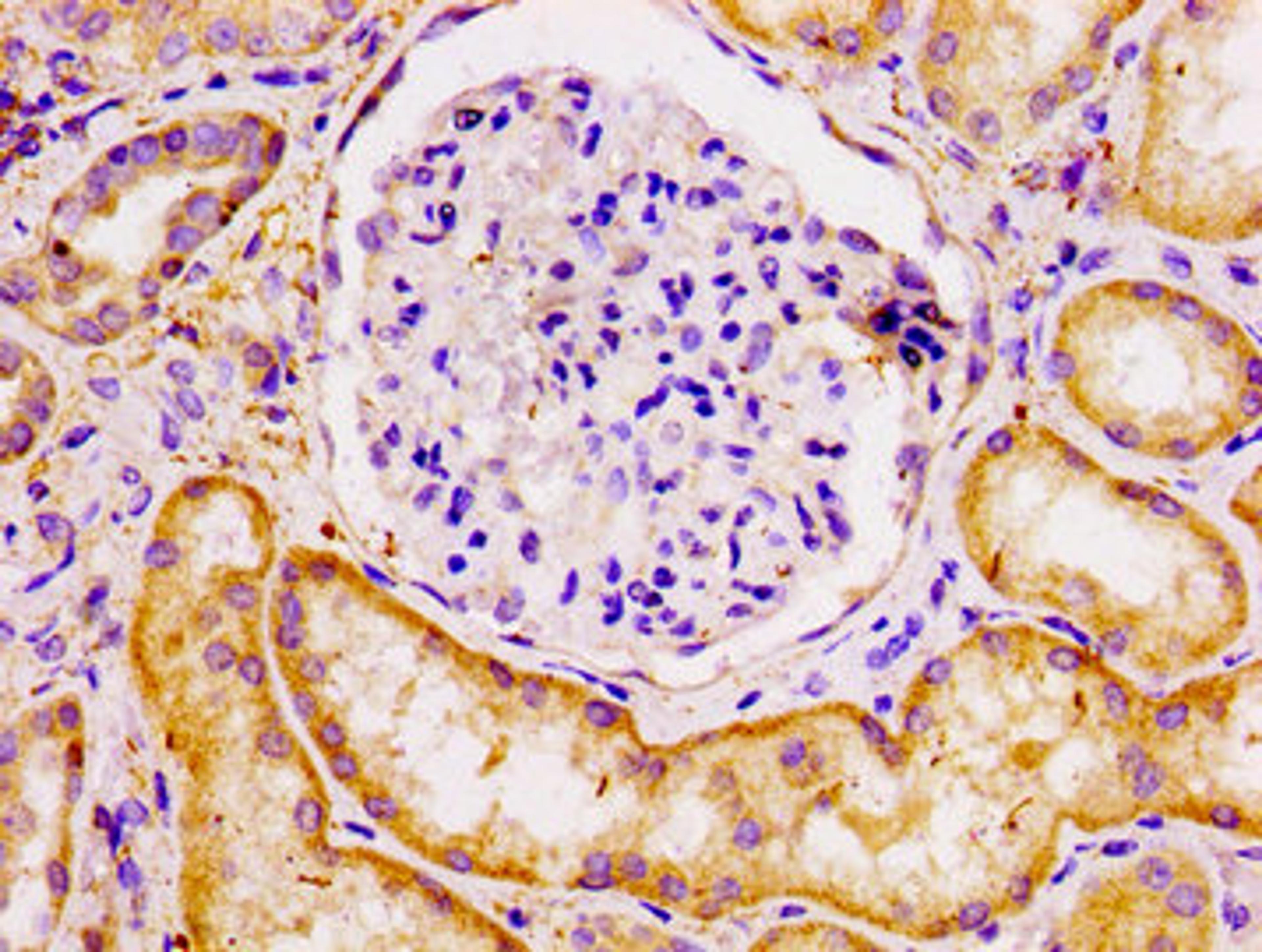 IHC image of CSB-PA888001LA01HU diluted at 1:100 and staining in paraffin-embedded human kidney tissue performed on a Leica BondTM system. After dewaxing and hydration, antigen retrieval was mediated by high pressure in a citrate buffer (pH 6.0). Section was blocked with 10% normal goat serum 30min at RT. Then primary antibody (1% BSA) was incubated at 4°C overnight. The primary is detected by a biotinylated secondary antibody and visualized using an HRP conjugated SP system.