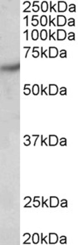 46-127 (0.5ug/ml) staining of Human Brain (Cerebral Cortex) lysate (35ug protein in RIPA buffer). Primary incubation was 1 hour. Detected by chemiluminescence.