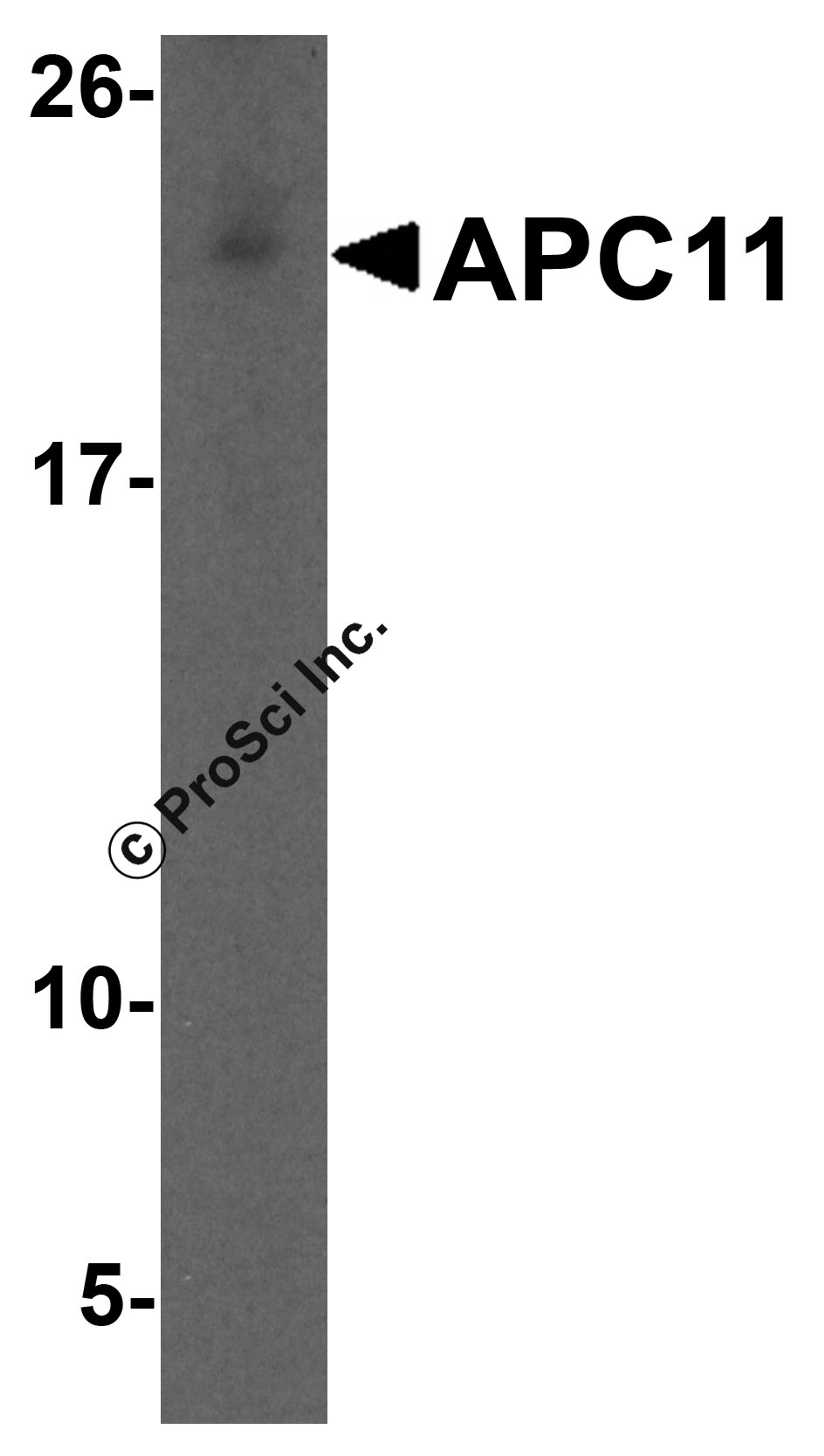 Western blot analysis of APC11 in HeLa cell lysate with APC11 antibody at 1 μg/mL.