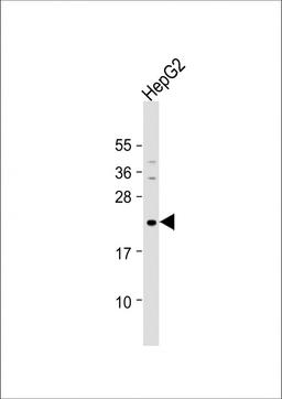 Western Blot at 1:1000 dilution + HepG2 whole cell lysate Lysates/proteins at 20 ug per lane.