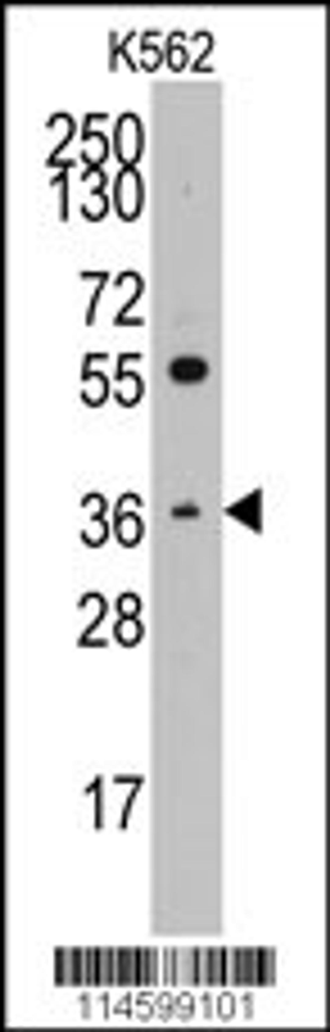 Western blot analysis of anti-THPO Pab in K562 cell line lysates (35ug/lane)