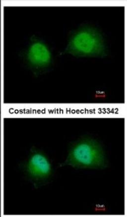 Immunocytochemistry/Immunofluorescence: GTF2A1 Antibody [NBP2-16760] - Immunofluorescence analysis of paraformaldehyde-fixed HeLa, using antibody at 1:500 dilution.