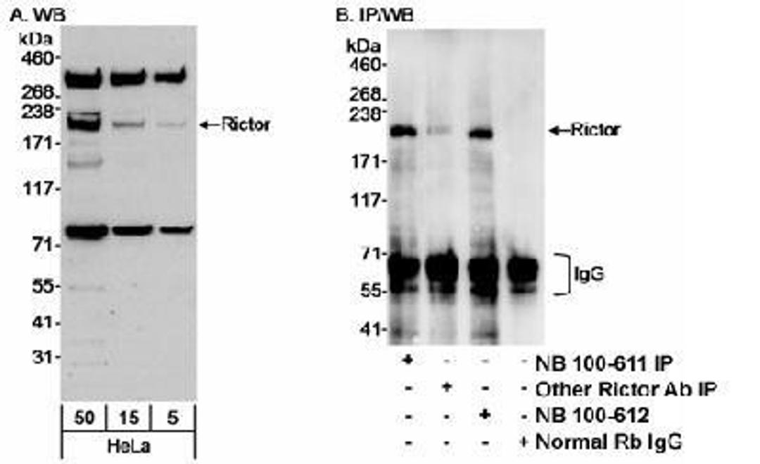 Western Blot: RICTOR Antibody [NB100-611] - Detection of Human Rictoron HeLa whole cell lysate using NB100-611. Rictor was also IPed using rabbit anti-Rictor antibodies NB100-612 and another one.