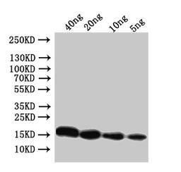 Western Blot. Positive WB detected in: recombinant protein. All lanes:Conotoxin mr3e Antibody at 1:1000. Secondary. Goat polyclonal to rabbit IgG at 1/50000 dilution. Predicted band size: 17 kDa. Observed band size: 17 kDa. 