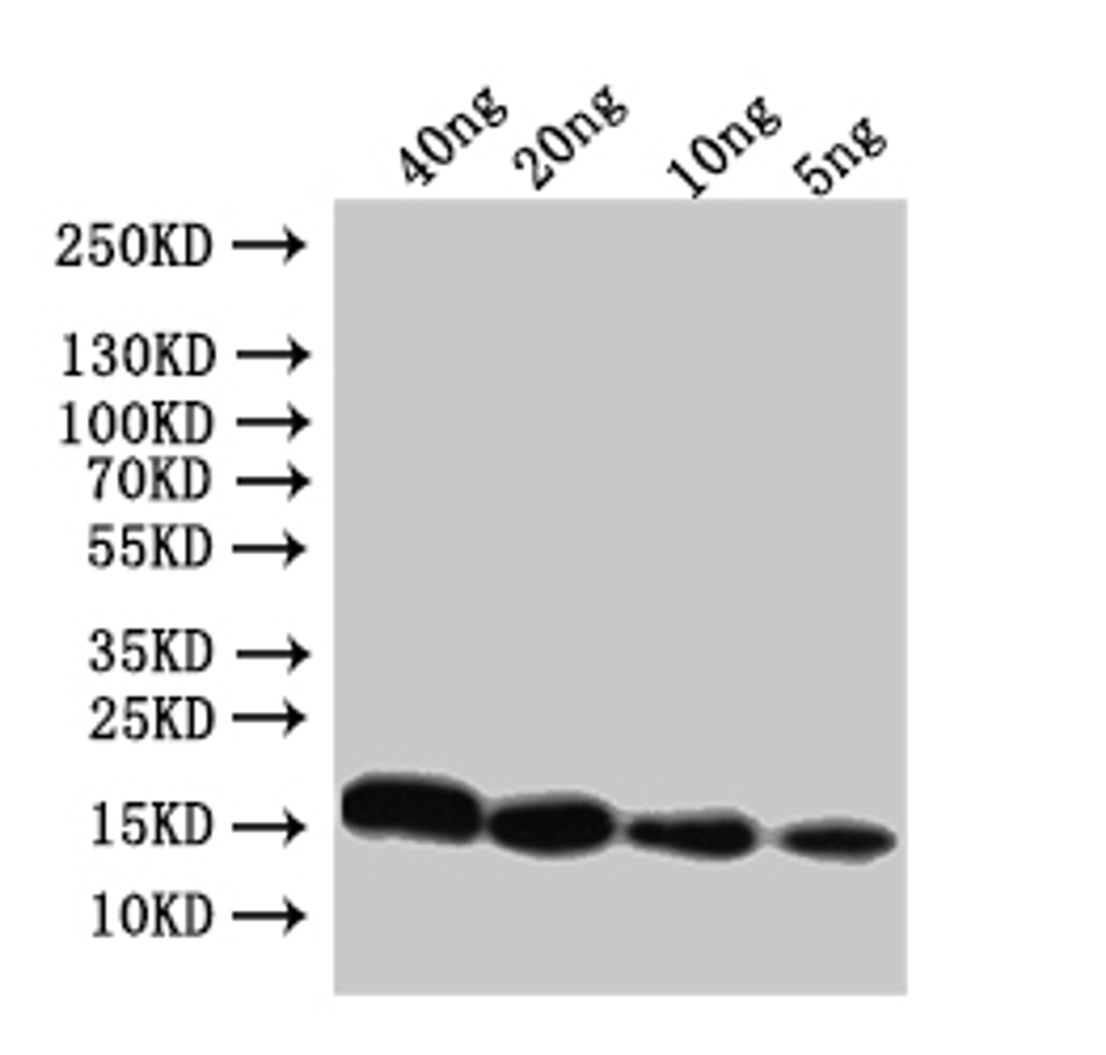 Western Blot. Positive WB detected in: recombinant protein. All lanes:Conotoxin mr3e Antibody at 1:1000. Secondary. Goat polyclonal to rabbit IgG at 1/50000 dilution. Predicted band size: 17 kDa. Observed band size: 17 kDa. 
